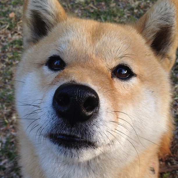 智能材料：未来赛车的革新之路，智能汽车材料