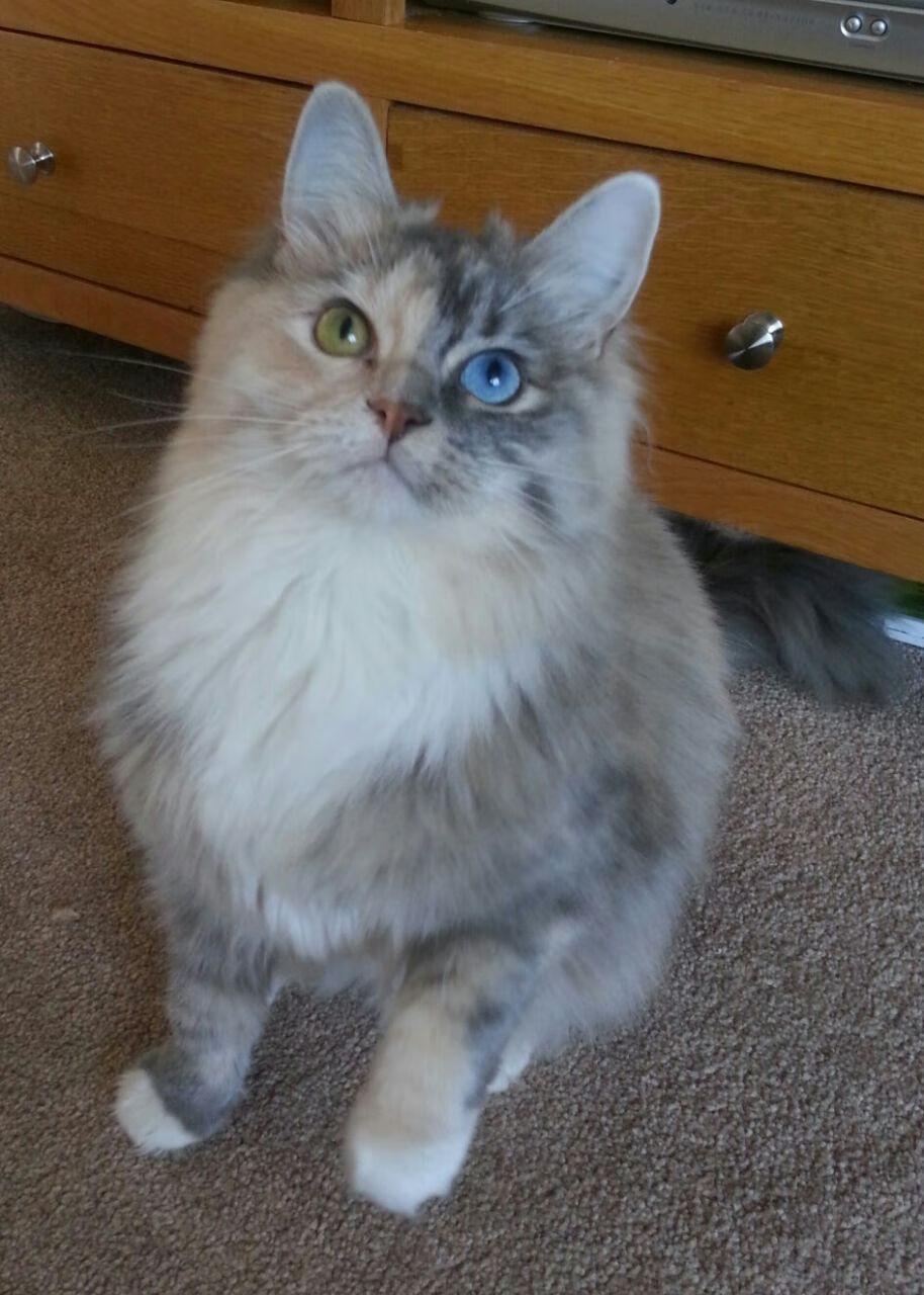 开云中国大陆-电子竞技的教育学研究：人才培养与职业发展，电子竞技教育发展现状