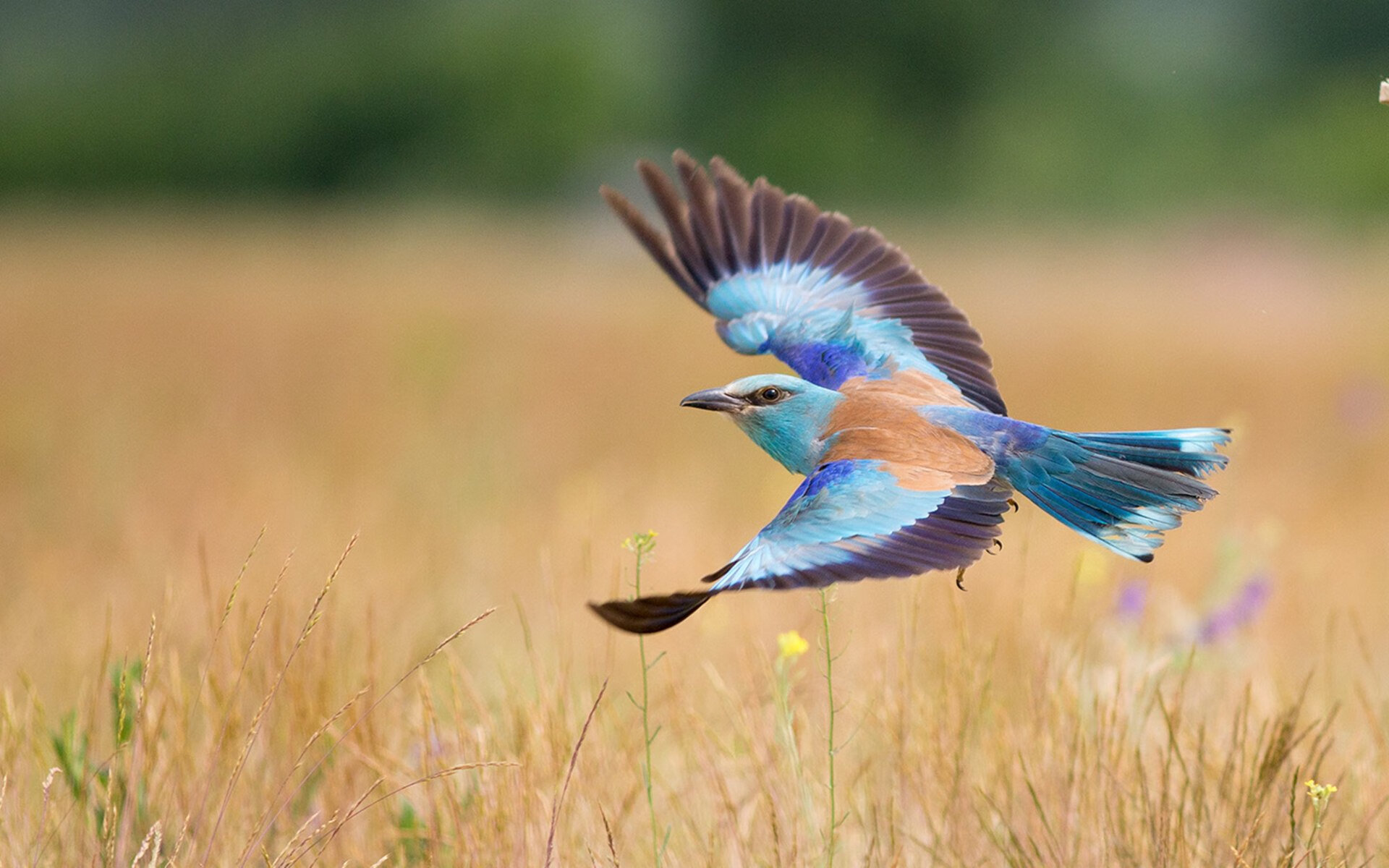 南非女足队誓言不放弃,追求胜利,南非男足