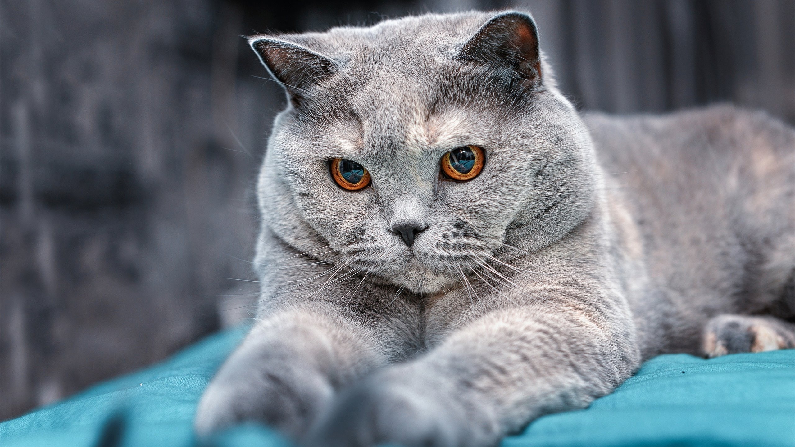 开云·Kaiyun网页版-斯旺西城主场战平普雷斯顿，球队失球数暴增，夏季引援任务紧迫