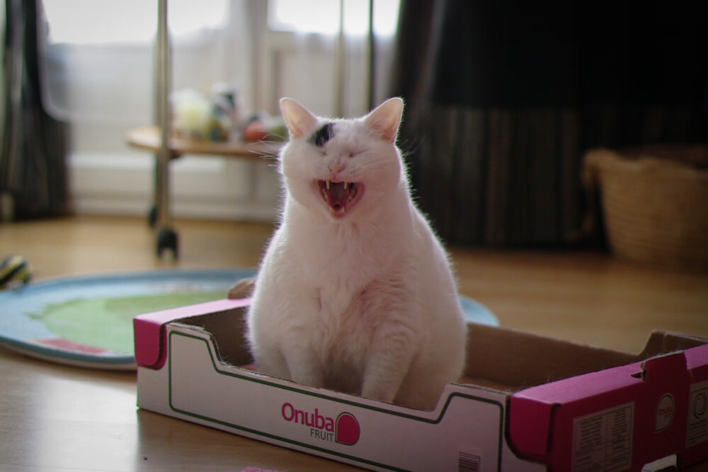 看好亚特兰大客场取胜,势如破竹,亚特兰大球队是哪个国家的