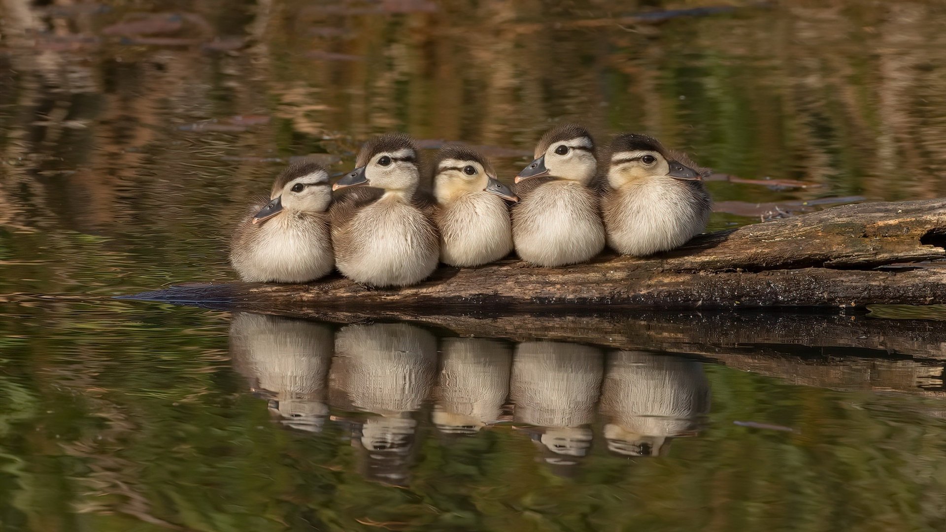 法甲推广青年赛事与主力队协同发展的组织方案，法甲联赛宣传片