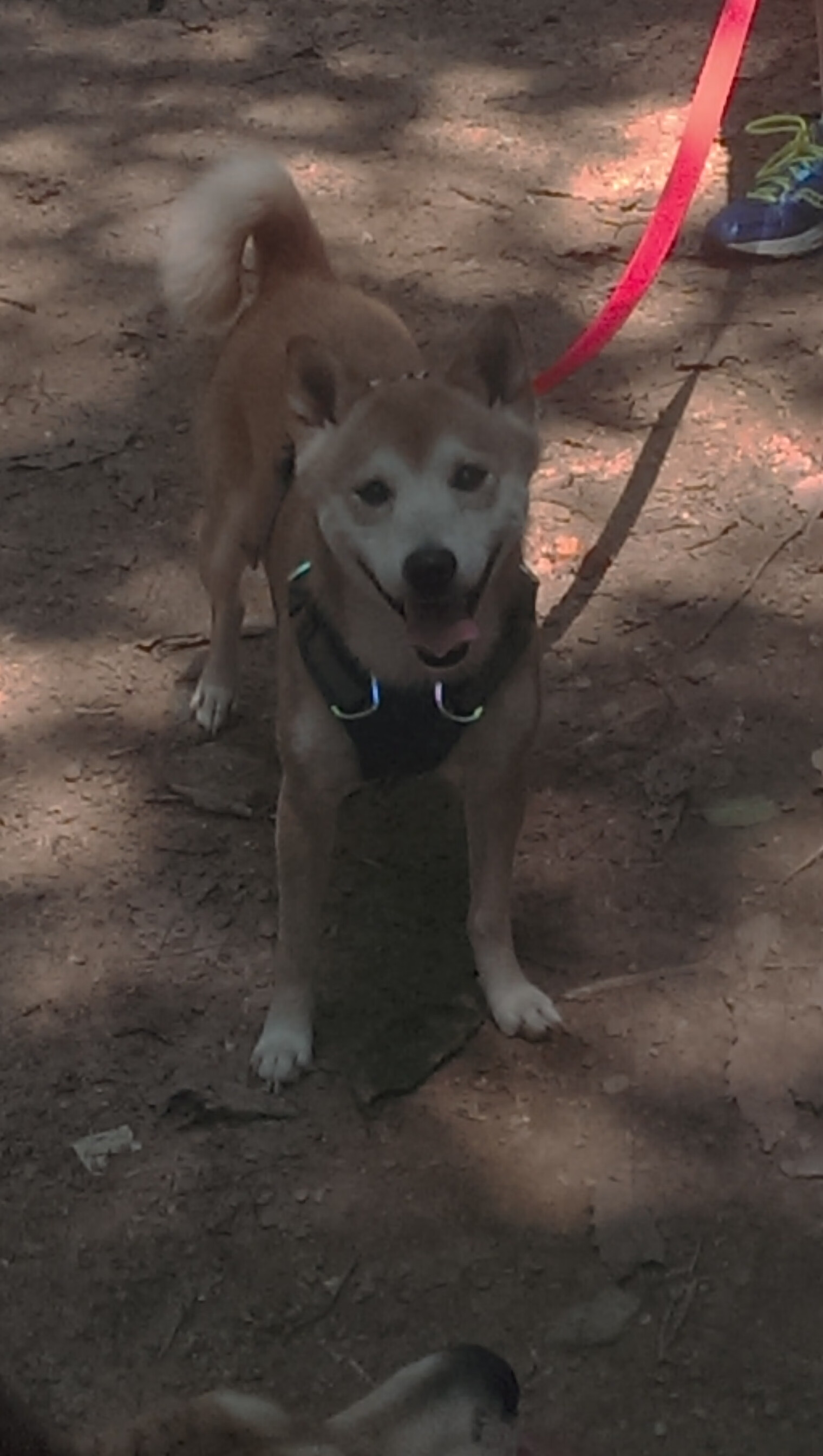 体育新闻中心上线智能体育赛事直播管理系统，体育赛事网络直播平台