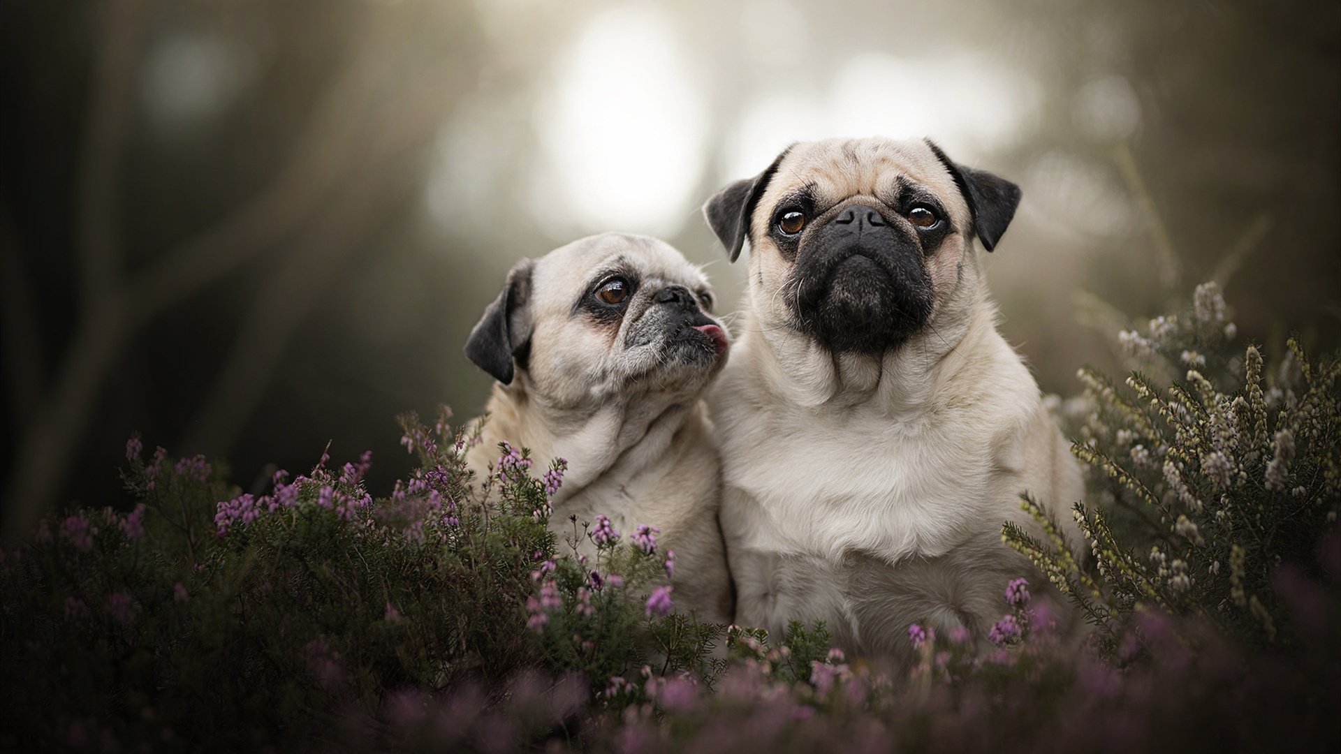 决赛替补出场球员表现同样抢眼,决赛阵容