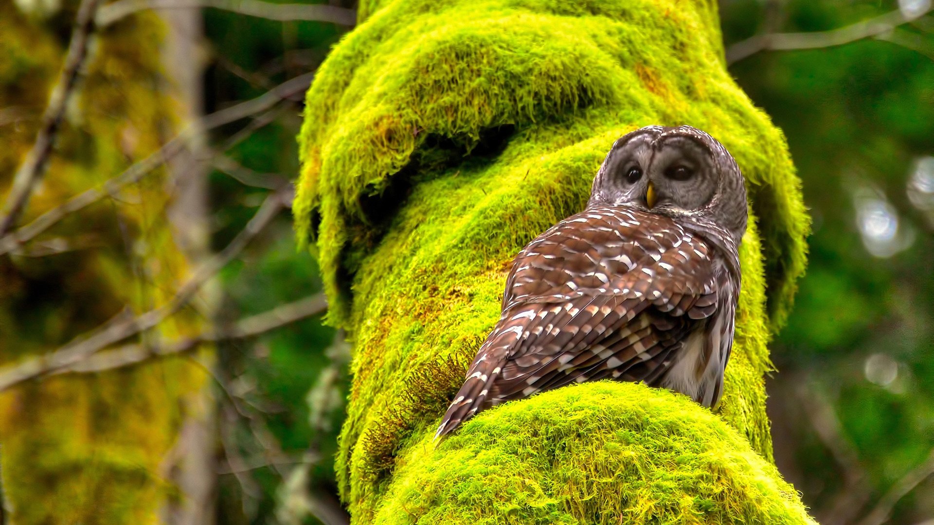 中国足球联赛打造区域特色主客场文化,国足主场设计