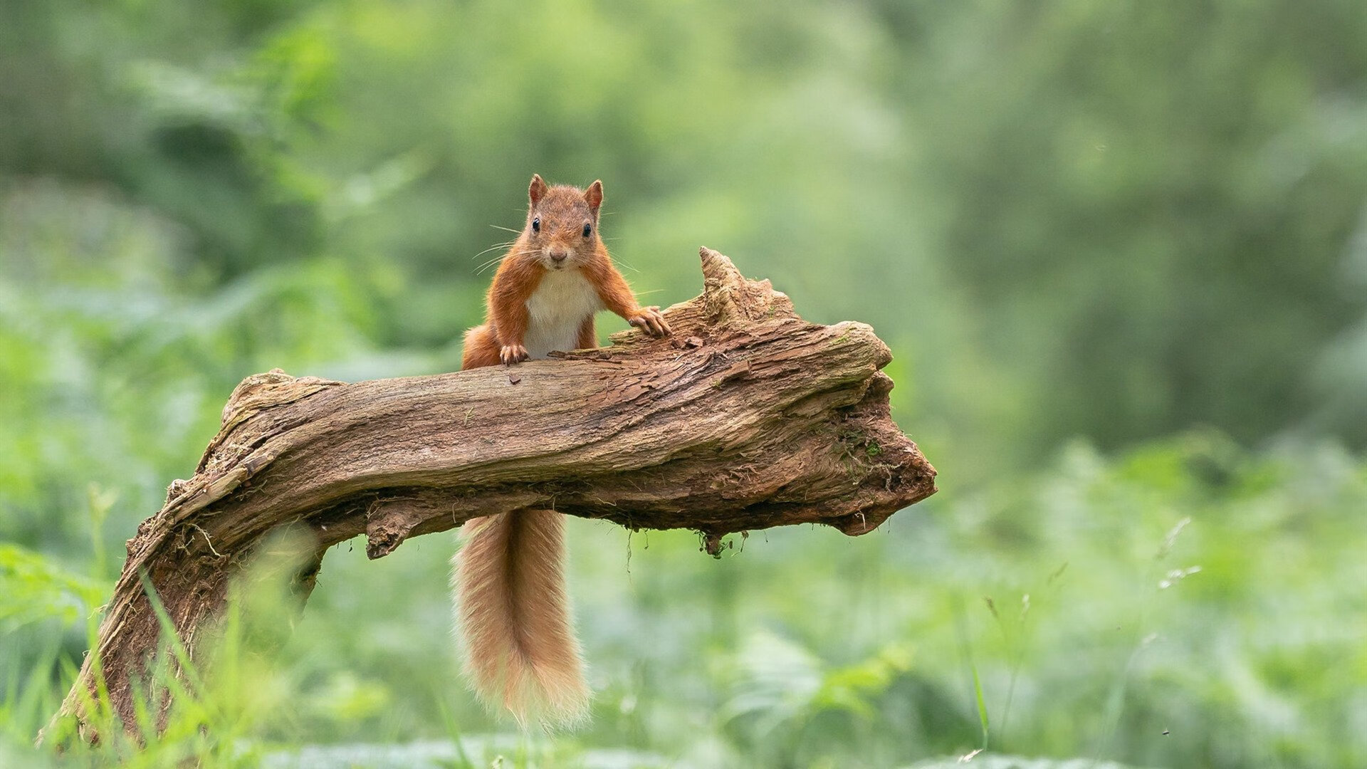 维尔·冯·威克:利用灵活跑位和高爆发力,南非队进攻更具威胁,温·维尔冯