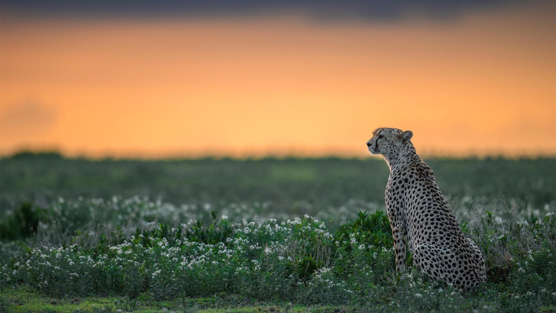职业球员直播平台粉丝破百万个人影响力转化为商业价值，直播球迷
