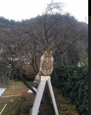 跳水实力延续历届水准稳定输出，跳水历史记录